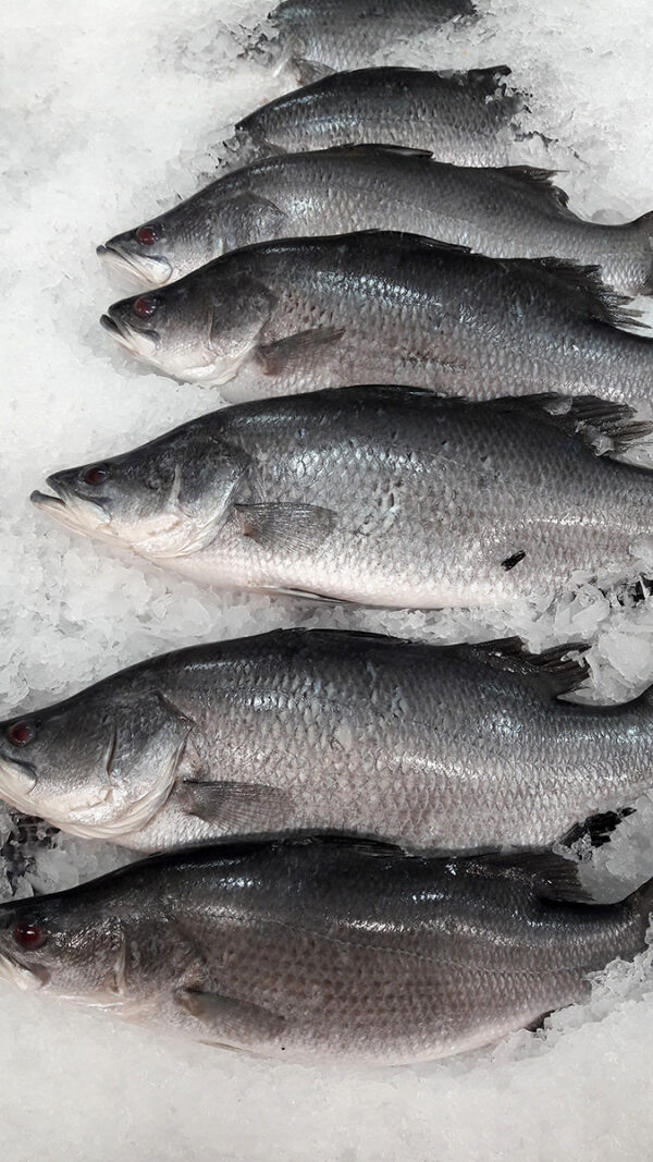 beautiful picture of Barramundi (Lates calcarifer) in Thai market