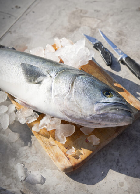 A freshly caught saltwater fish, Bluefish, ready to be cleaned.