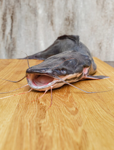 Raw catfish on a cutting board, cooking fish.