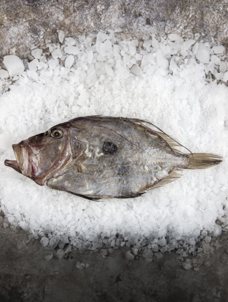 San Pierre Fish in front of on snowy counter in a store. Organic seafood.