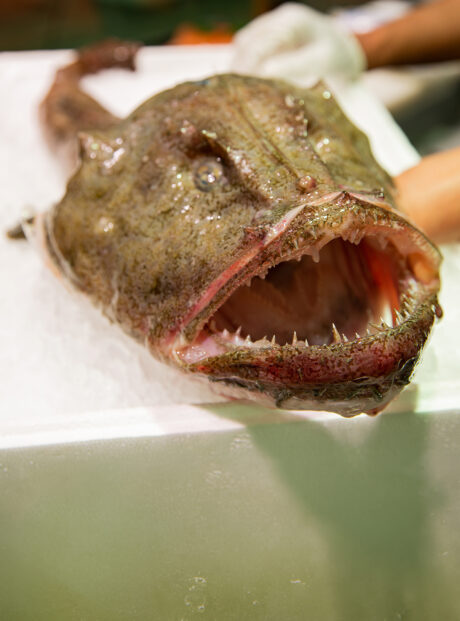 Fresh monkfish on the counter on the fish market.