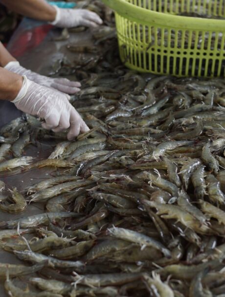 white shrimp harvested from the farm and then weighing and pack it into the box with ice.