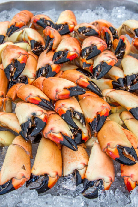 Bunch of Stone Crabs